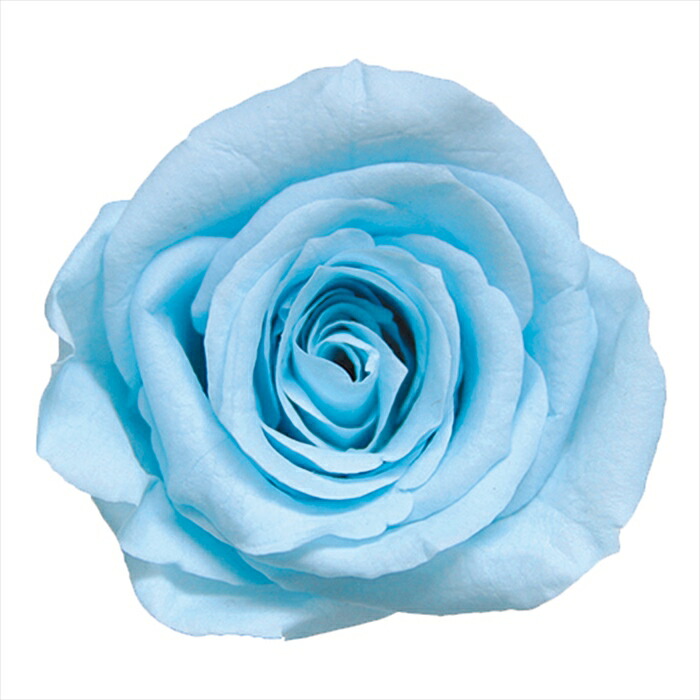 ローズ商品 ローズ クォーツ イヤリング C-400046 | kiri onlinestore