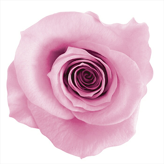 楽天市場】【プリザーブドフラワー フラワー（プリザーブド