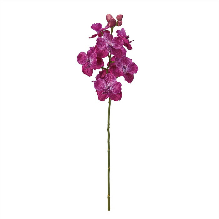 楽天市場】洋ラン バンダ シリポンピンク 幼苗 吊り 洋蘭 インテリア