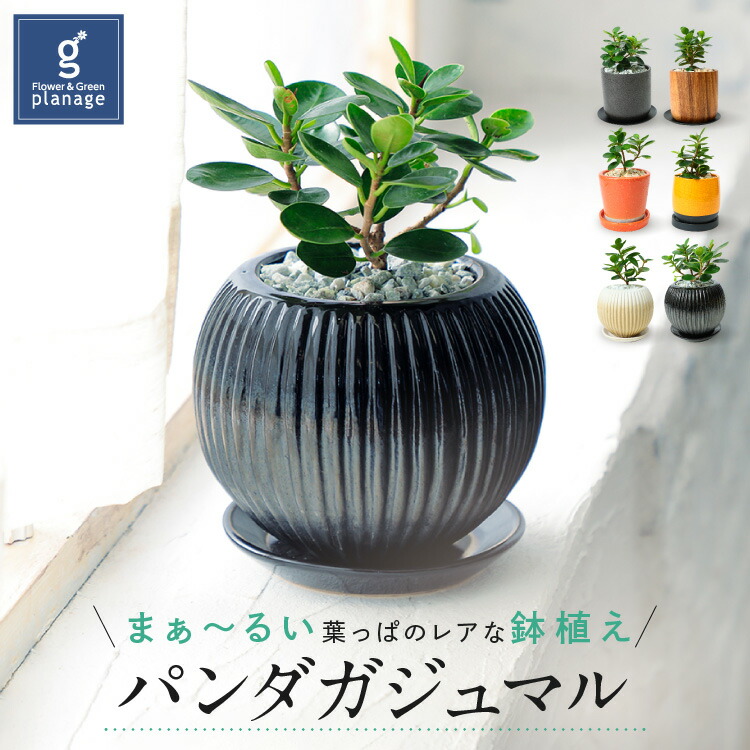 パンダガジュマル ガジュマル Banyan Tree 送料無料 誕生日 お祝い 記念日 送別会 観葉植物 グリーン バースデー プレゼント 多幸の樹 幸せの木 キジムナー 御祝 敬老の日 ミニ観葉 インテリア Giosenglish Com