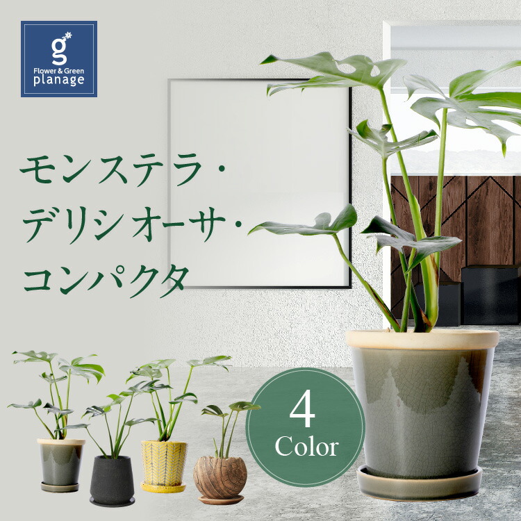 モンステラ デリシオーサ コンパクタ Monstera Deliciosa Compactor 送料無料 誕生日 お祝い 記念日 送別会 観葉植物  グリーン バースデー プレゼント 御祝 敬老の日 ミニ観葉 インテリア 卓上サイズ おしゃれ 初心者 アジアン 8周年記念イベントが