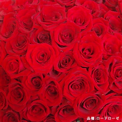 冷こいレターでお届け 赤バラ60著作胸ピーク 還暦祭 プリ花照応還暦 クール便対応 花束 贈りもの 激安 特価 生まれでる日づけ 記憶日 致仕 送別樽俎 誕生日 かすみ草 嫁ぐ記念日 引き出物 バラ バースデー ローズコサージュ Digitalland Com Br