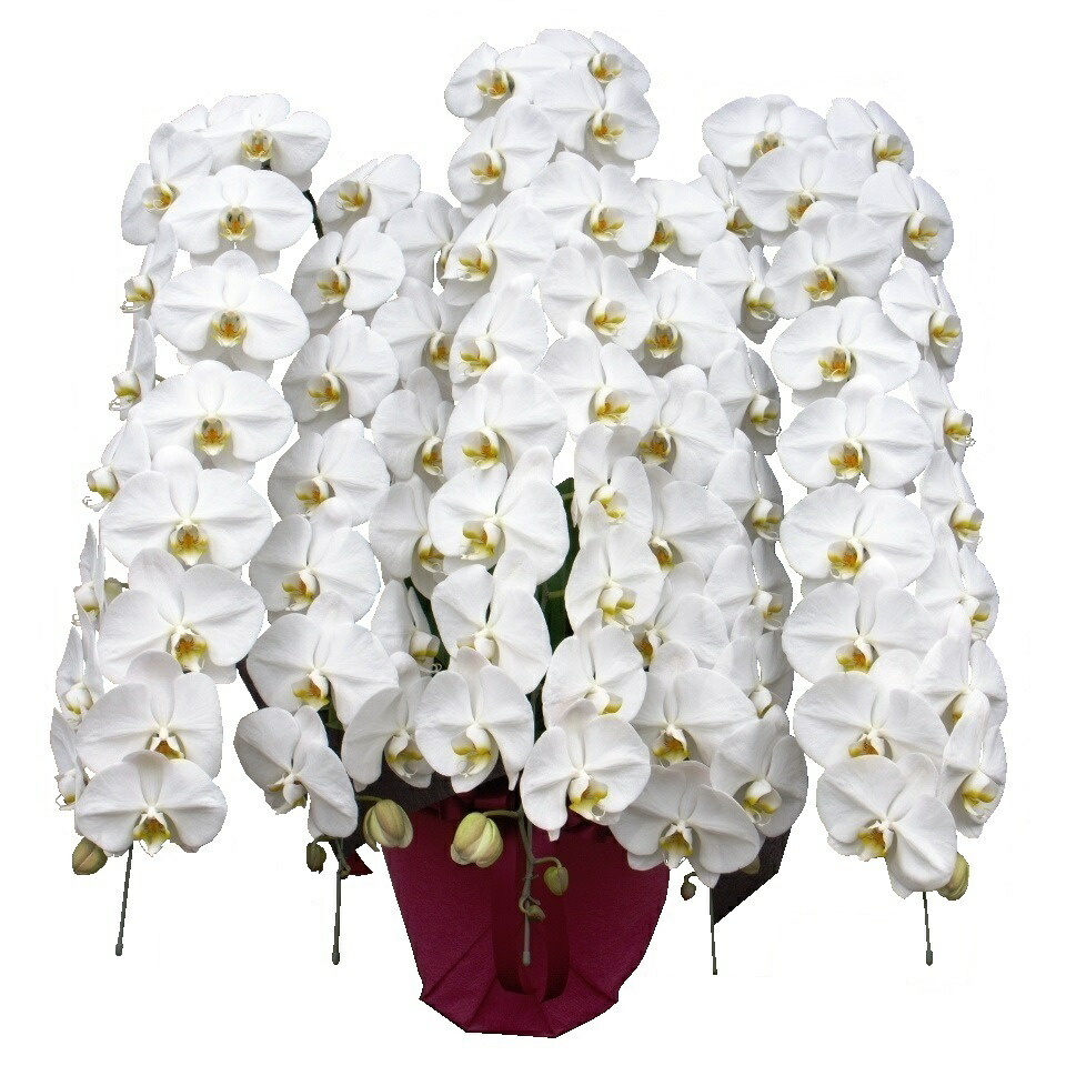 白色5本立胡蝶蘭ロングタイプのファレノプシス 胡蝶蘭 ファレノプシス 60 000円 5本立ち 長い 立派 豪華 最大サイズ 配達範囲限定 送料無料 就任祝い 開店祝 開業祝い 事務所開き 移転祝い 御祝ごと 新宿四谷 花屋シャムロック 楽天市場 Prescriptionpillsonline Is