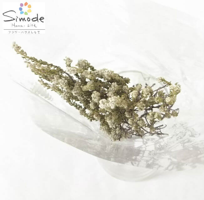 楽天市場 ドライフラワー 素材ワイルドコットンフラワー４ ５本 長さ 約３０センチ ナチュラル インテリア 手作り 材料 ガーランド サシェ ワックス ブーケ レジン アクセサリー 雑貨 ハンドメイド フラワーハウスしもで