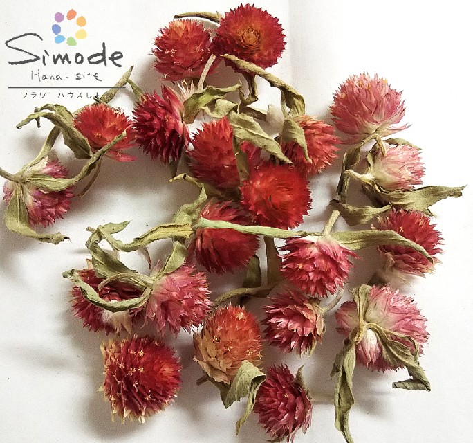 №6　ヘリクリサムヘッド・（サンセットオレンジ　小) 楽天市場】ハーバリウムに！ ヘリクリサム（黄・オレンジ系） 約20個