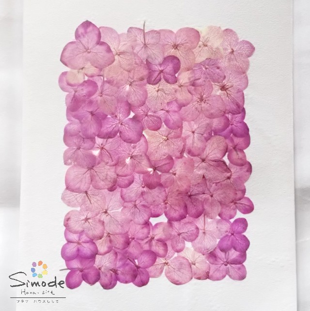 押し花 アジサイ あじさい 紫陽花 濃いピンク 枚 押し花額やレジンアクセサリー制作などハンドメイド素材として人気です飛騨で手作りしています 国産品の安心品質です 新作商品