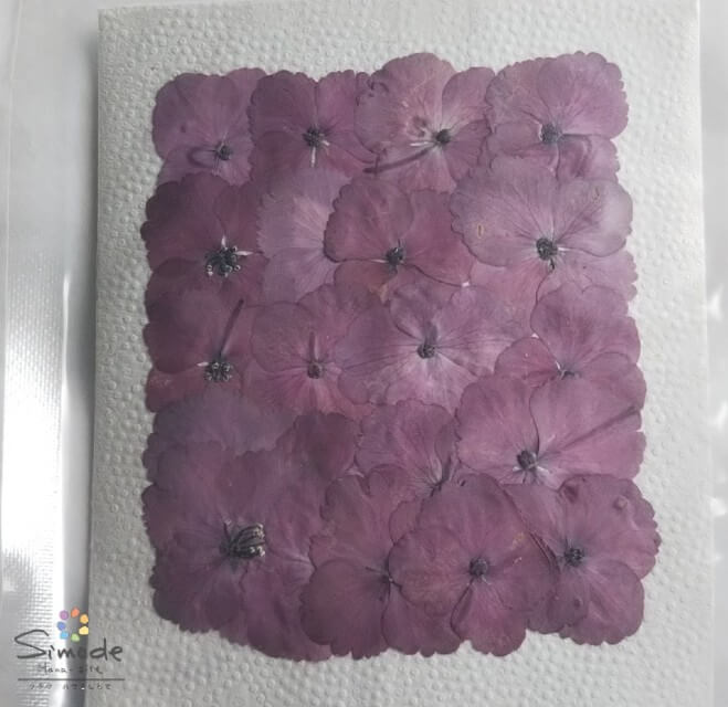 押し花 アジサイ あじさい 紫陽花 濃いピンク 枚 押し花額やレジンアクセサリー制作などハンドメイド素材として人気です飛騨で手作りしています 国産品の安心品質です 年間定番