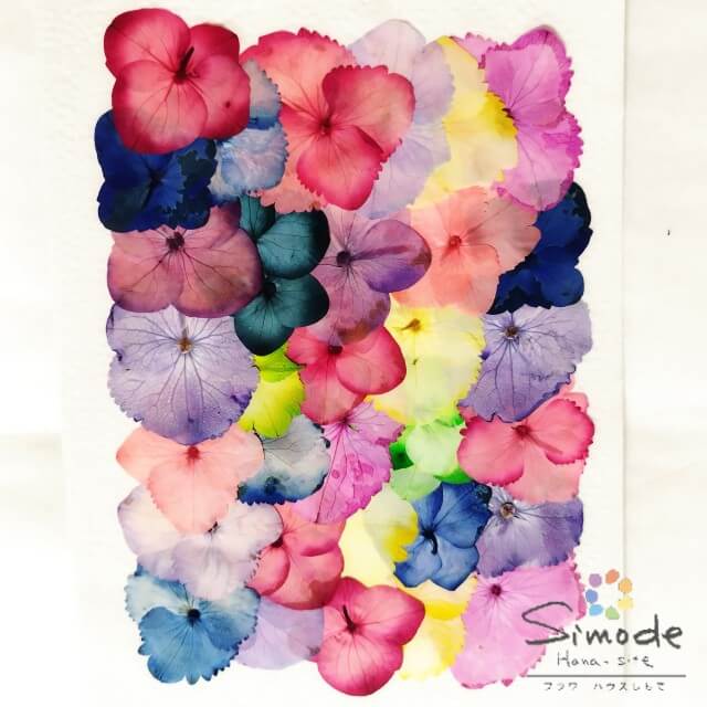 楽天市場】【S-980】押し花 アジサイ（あじさい・紫陽花