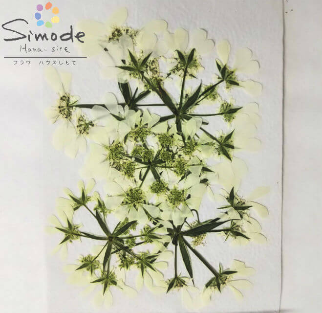 楽天市場 S 846 押し花 オルレラ ５枚花材 押し花素材 押し花額 レジン フラワー キャンドル アロマ ワックスバー サシェ 材料 ウェルカムボード ブライダル ウェディング 押し花 ネイル スマホケース フォトフレーム 和紙 フラワーハウスしもで