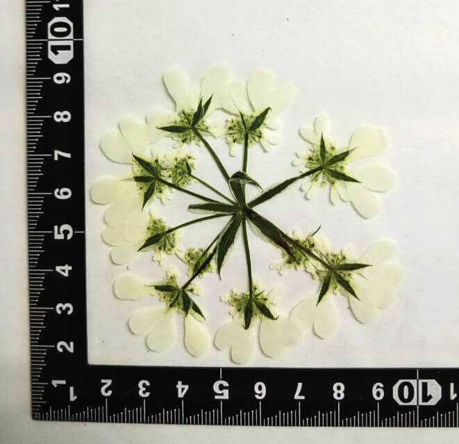 楽天市場 S 846 押し花 オルレラ ５枚花材 押し花素材 押し花額 レジン フラワー キャンドル アロマ ワックスバー サシェ 材料 ウェルカムボード ブライダル ウェディング 押し花 ネイル スマホケース フォトフレーム 和紙 フラワーハウスしもで