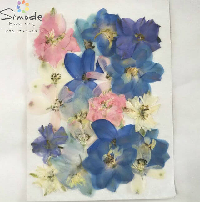 楽天市場】【S-980】押し花 アジサイ（あじさい・紫陽花