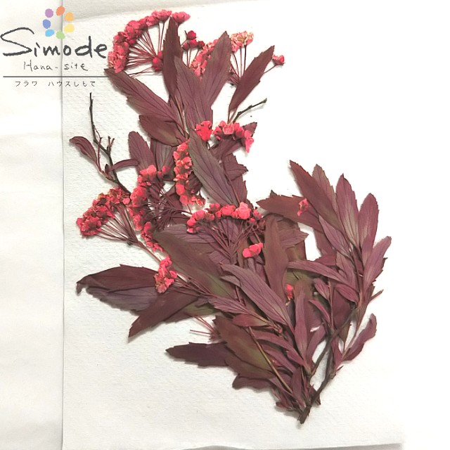 楽天市場 S 8 着色コデマリ枝付き赤 5本 お花屋さんの手作りです 花材 押し花素材 押し花額 ハンドメイド ハーバリウム レジン 材料 押し花アート 押し花ネイル 押し花セット 上質 素材 押し花素材 押し花パック 押し花キット ウェディング 着色 レジン Uv