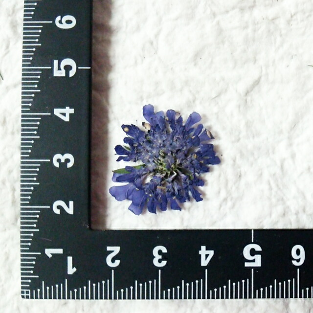 楽天市場 S 4 押し花 スカビオサ青ミニ12枚押し花 額やレジンアクセサリー制作などハンドメイド素材として人気です飛騨で手作りしています 国産品の安心品質です フラワーハウスしもで
