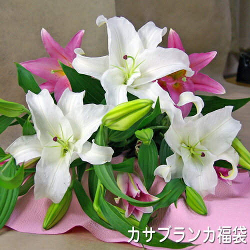 楽天市場 カサブランカ福袋カサブランカとピンク百合の花束 敬老の日 御祝 記念日 誕生日 御供 フラート