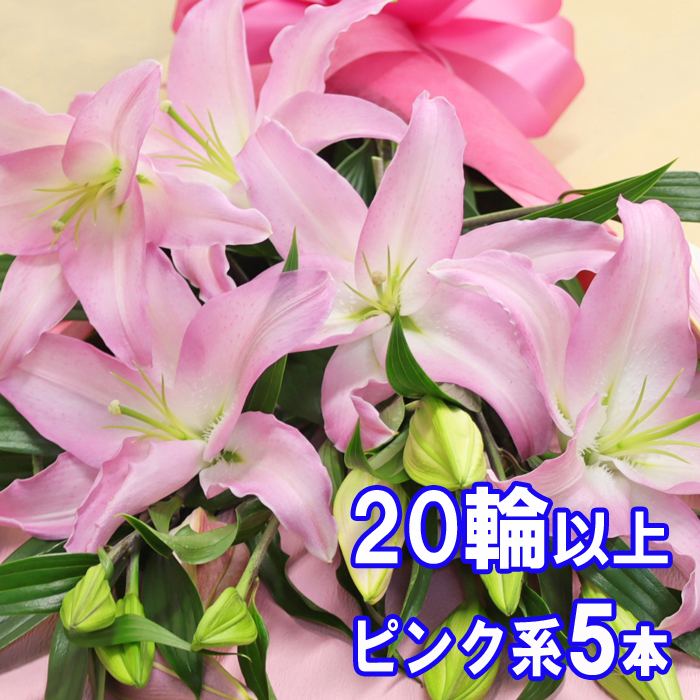 ピンク系 百合5本の花束 輪以上保証 大輪系オリエンタルリリー5本 ゆり ユリ 毎日激安特売で 営業中です