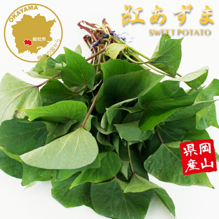 さつまいも切苗 べにはるか 100本 予約】紅はるかの切り苗 1束100本【送料730円】【お届け日指定不可】