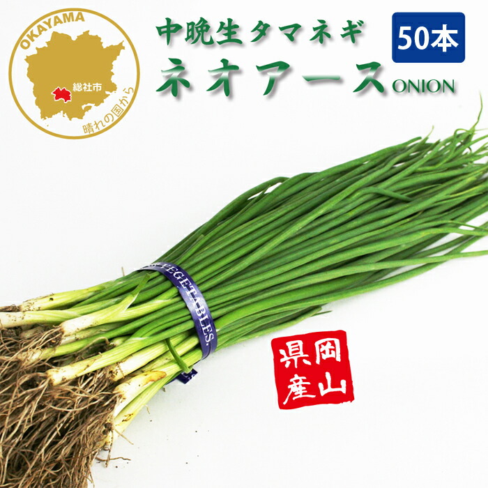 楽天市場】玉ねぎ苗 中生種 50本 品種名O・P黄、O・K黄、ターボなど