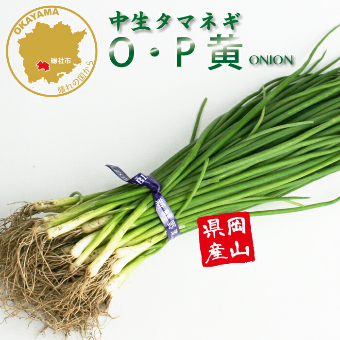 楽天市場】玉ねぎ苗 中生 O・K黄 50本 【タマネギ】【玉葱