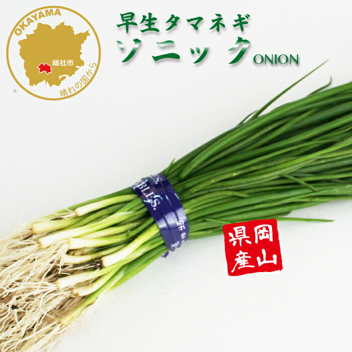 【中生】玉ねぎ苗▼OK黄1000本 207502.jpg