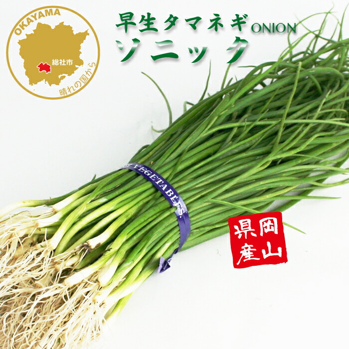 楽天市場】タマネギ（早生品種：ラムダ2号） 3号 ポット苗 1鉢 玉葱