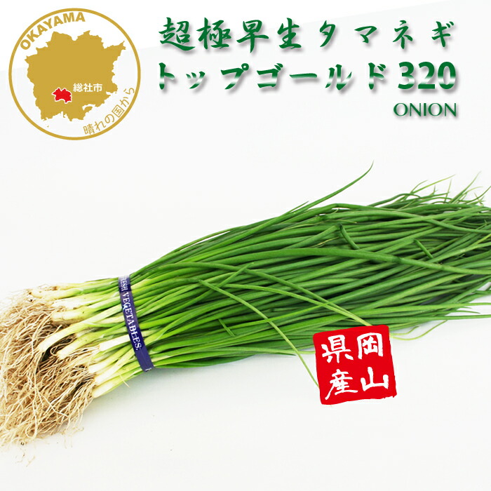 楽天市場】【予約受付中】 極早生 たまねぎ苗 約20本束 貴錦・スーパー