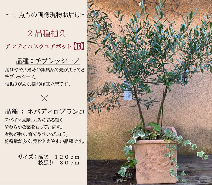 楽天市場 オリーブ２品種植え アンティコスクエア 画像現物お届け オリーブ Olive 一点もの 実の付きやすい2品種植え ヤマト便でお届け オリーブ オリーブの木 Rcp ギフト 観葉植物 苗木 鉢植え 販売 誕生日 開店 引越 祝 新築祝い Fktk