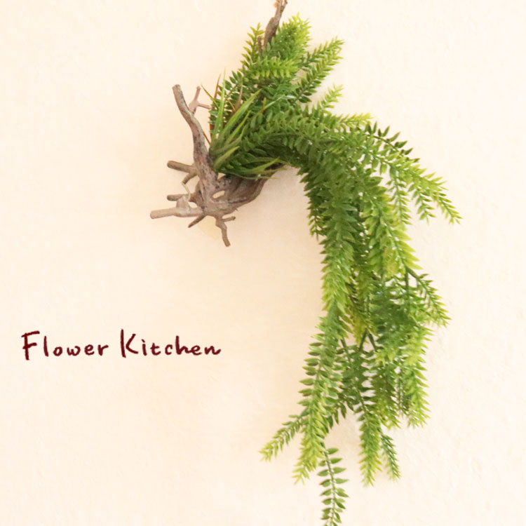 楽天市場】お任せ カット苗□常緑性シダ植物 ヒカゲノカズラ(日陰の葛