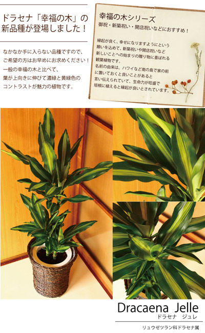 観葉 幸いの樹 ドラセナ ジェレ 7号どんぶり鉢 の鉢植え Dracaena Jelle 選べる観葉植物 カゴ随従 受け皿付き 育て簡易 盛時鉢 鉢植え マーケティング 誕生日曜 開店 慶典 転出祝事精緻 設営祝い 粋 インテリア 幸福の樹 貨物輸送無料 観葉植物 Fktk Hotjobsafrica Org