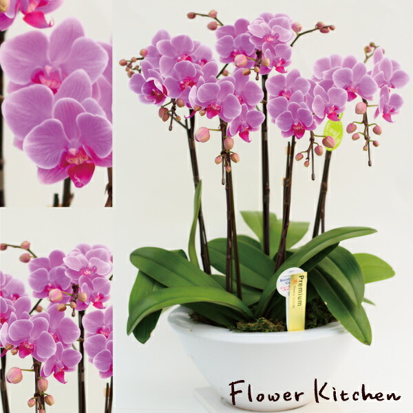 産地直送の花ギフト【ミディ胡蝶蘭 白平鉢 8号 5本立ち】ピンク系おまかせ椎名洋ラン園こだわりの胡蝶蘭 高級コチョウラン【送料無料】お祝い/誕生日/還暦/卒寿/米寿/白寿/記念日/お礼/挨拶/記念品/お歳暮/お中元/プレゼント/贈り物/花 ギフト【A-127】｜FlowerKitchenJIYUGAOKA