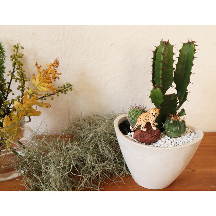 あす楽 Saboten Zooシリーズ ダイウンカク チーターフィギアつき 観葉植物 サボテン ユーフォルビア 育てやすい テーブルサイズ御祝 開店祝 開業祝 新築祝 動物 フィギア 新生活 インテリア ギフト 送料無料 Fktk Letempsleve Com