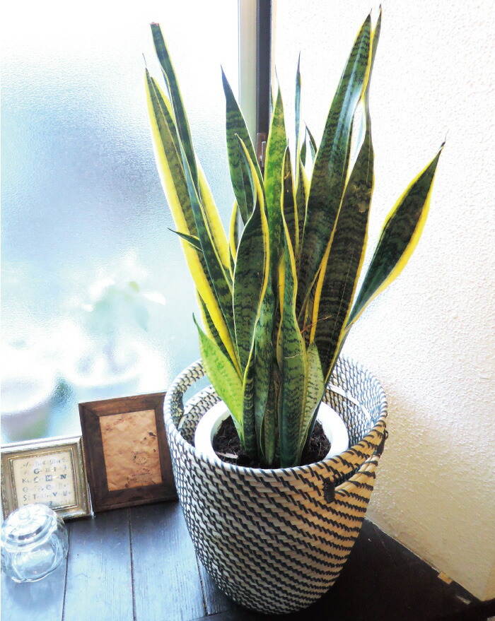 観葉 サンスベリア 7号鉢 育てやすい 誕生日 引越 空気清浄 祝い エコ サンセベリアサンスベリア 開店 ポット インテリア Fktk 新築祝い ローグコルン 観葉植物鉢植え 北欧スタイルカゴ