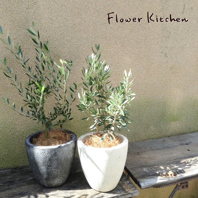 楽天市場】(観葉)『オリーブ5号鉢 品種おまかせ 』『 セラート鉢