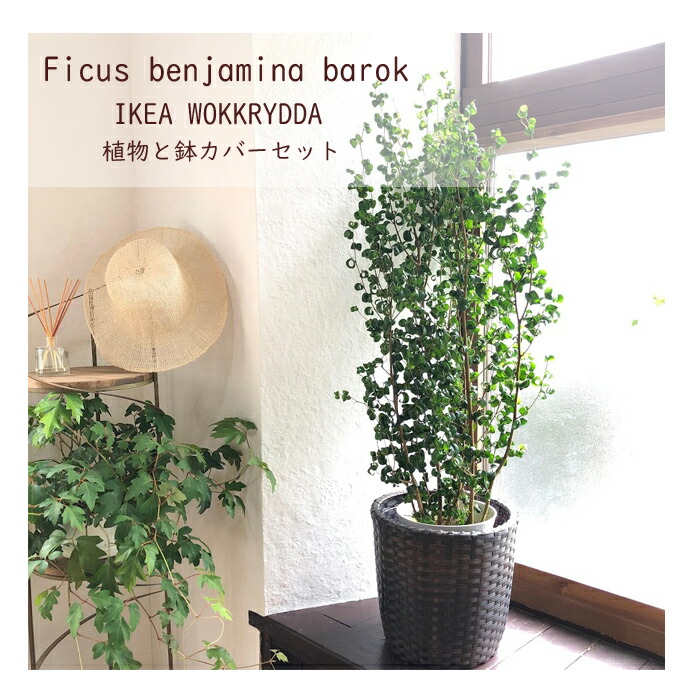 あすのんき ベンジャミン バロック 7ナンバー Ikea ウォックリダ 受け皿随従 フィカス 観葉植物 育て暖気 鉢植え御お祭り 開店祝 開業祝 建築祝 引っ越し慶典 嫁ぐ祝 新式生きる ファーニチュア 自然 Ikea 貨物輸送無料 ギフト Fktk Hotjobsafrica Org