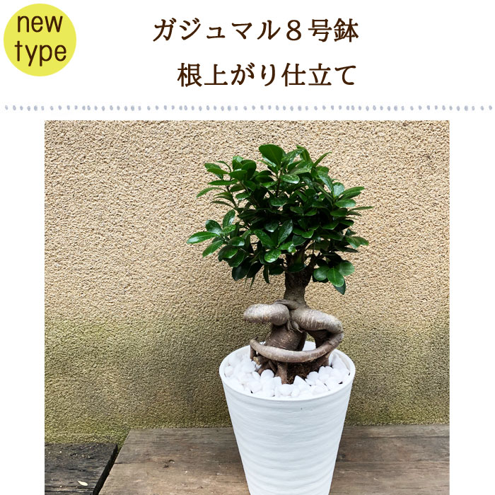 おしゃれ 観葉植物 ガジュマル 平鉢植え ８号 １鉢 沖縄別途送料 全国組立設置無料 R4urealtygroup Com