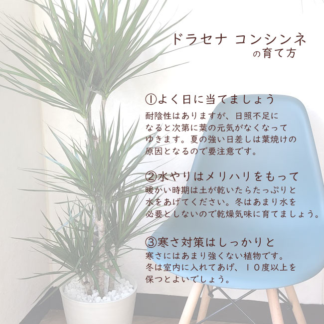 楽天市場 あす楽 全国送料無料 観葉植物 ドラセナ コンシンネ ８号鉢 育てやすい 鉢植え御祝 開店祝 開業祝 新築祝 引っ越し祝い 結婚祝 新生活 インテリア セラアート鉢 大型 インテリア 開店祝い おしゃれ ホワイト ギフト Fktk Flowerkitchenjiyugaoka