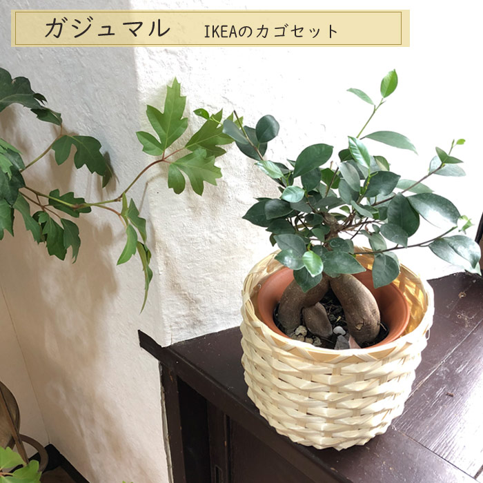 楽天市場 あす楽 全国送料無料 観葉植物 ガジュマル Ikea カフェボーナ ガジュマル 育てやすい 鉢植え御祝 開店祝 開業祝 新築祝 引っ越し祝い 結婚祝 新生活 インテリア インテリア 開店祝い おしゃれ イケア ギフト Fktk Flowerkitchenjiyugaoka