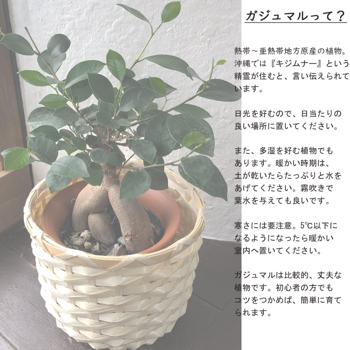 楽天市場 あす楽 全国送料無料 観葉植物 ガジュマル Ikea カフェボーナ ガジュマル 育てやすい 鉢植え御祝 開店祝 開業祝 新築祝 引っ越し祝い 結婚祝 新生活 インテリア インテリア 開店祝い おしゃれ イケア ギフト Fktk Flowerkitchenjiyugaoka