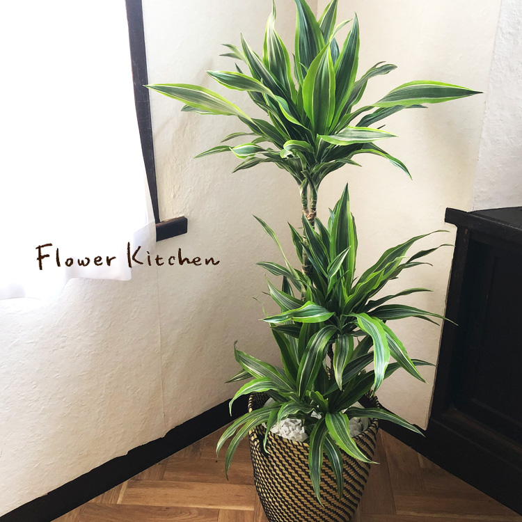 楽天市場 あす楽 全国送料無料 観葉植物 ドラセナ ワーネッキー レモンライム ８号鉢 Ikeaカゴ育てやすい 鉢植え御祝 開店祝 開業祝 新築祝 引越祝 結婚祝 新生活 インテリア セラアート鉢 大型 インテリア 開店祝い おしゃれ ホワイト ギフト Fktk