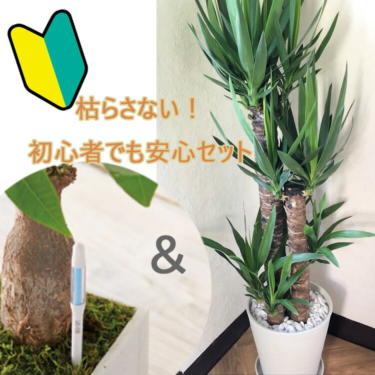 楽天市場】観葉植物 ユッカ 8号鉢 【全国送料無料】青年の木