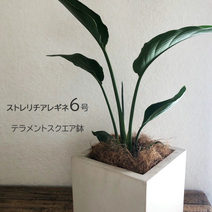 送料無料 観葉 ストレリチレギネ 6号鉢 クレイスクエアテラメント鉢 ヤシ繊維付 観葉植物 ギフト プレゼント ストレリチア レギネ 極楽鳥花 苗木 鉢植え 販売 誕生日 開店祝 移転祝 新築祝 引っ越し祝い 結婚祝 新生活 インテリア Fktk Educaps Com Br