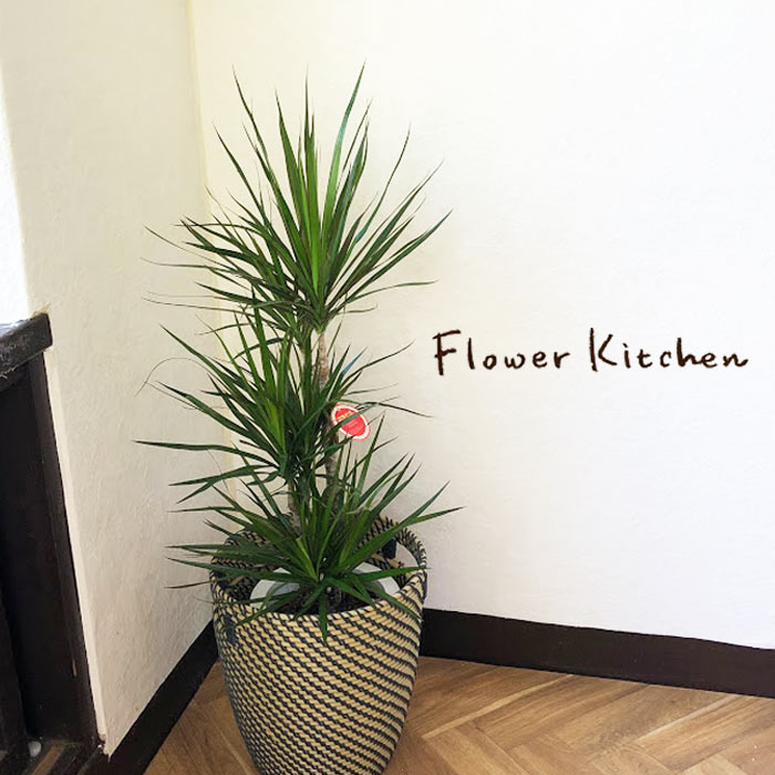 Ragkorn 送料無料 カゴセット 開店 の Ikea 北欧 スタイル 新築祝い 観葉植物 Ikea ローグコルン Ikeaのカゴセット 祝 育てやすいドラセナコンシンネ イケア インテリア 引っ越し祝い ギフト 誕生日 Fktk Flowerkitchenjiyugaoka 観葉 観葉 観葉植物 ドラセナ