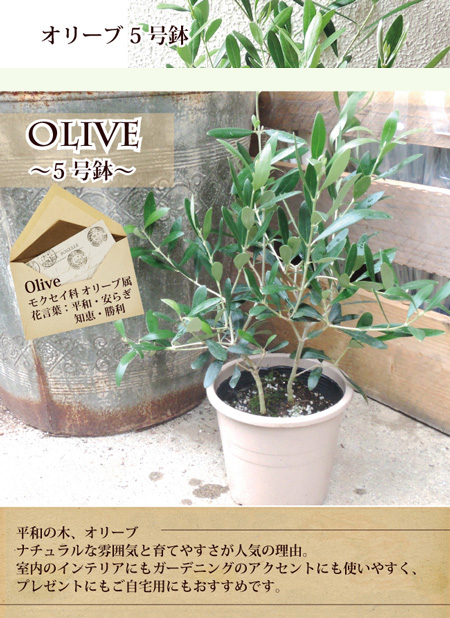 送料無料 観葉 オリーブ5号鉢 品種おまかせ セラート鉢でお届けします オリーブ 観葉植物 オリーブの木 苗木 鉢植 販売 誕生日 祝 Fktk Crunchusers Com