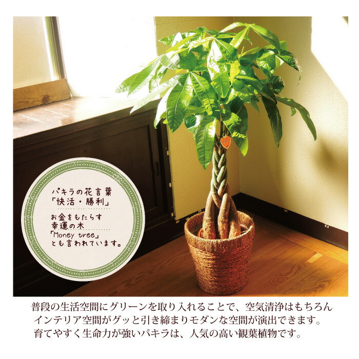 銀座千疋屋 観葉植物とスイーツのセット あす楽 パキラ7号鉢 銀座千疋屋フルーツクーヘン 全国送料無料 観葉植物 パキラ 千疋屋 バームクーヘン 育てやすい 鉢植え御祝 開店祝 新築祝 引っ越し祝い 結婚祝 新生活 インテリア 大型 ギフト Fktk Giosenglish Com