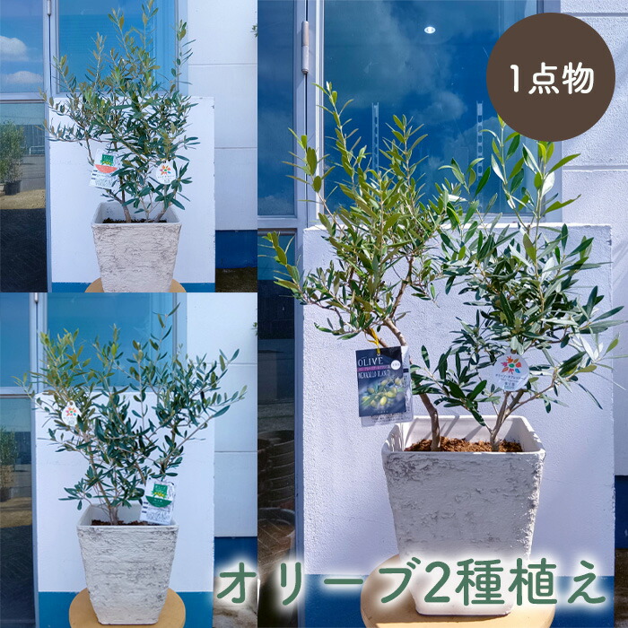 楽天市場】【現品】オリーブの木 シプレシーノ 苗木 樹高1.5m