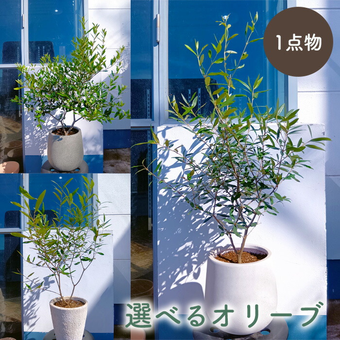 楽天市場】『SOUJU オリーブ 3号 品種おまかせお届け』 オリーブ 3号