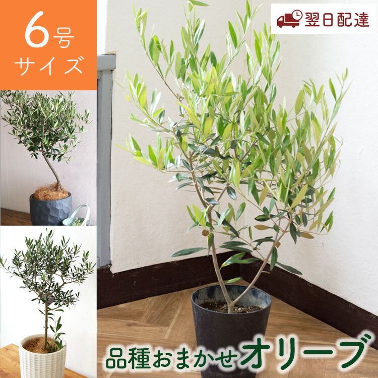 オリーブの木 約1.2m 生育中 白ポット オリーブの木 約1.2m 生育中 白ポット オリーブの木 約1.2m