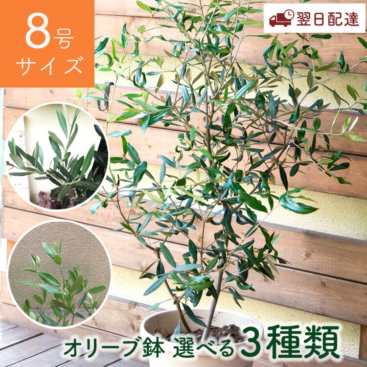 楽天市場】『SOUJU オリーブ 3号 品種おまかせお届け』 オリーブ