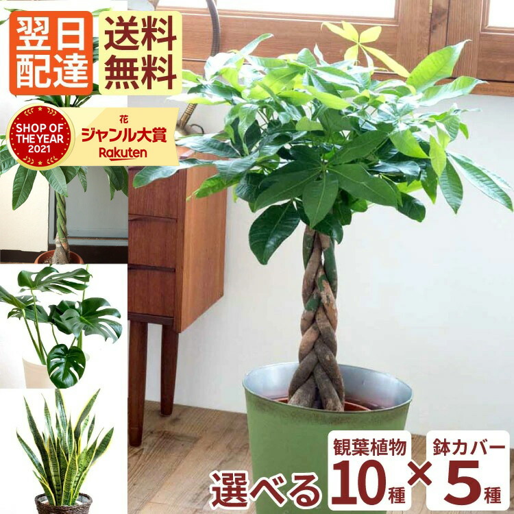 楽天市場】（観葉） ドラセナ コンシンネ 8号鉢 北欧スタイル