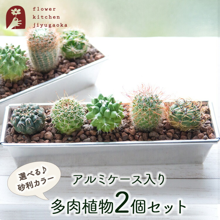 楽天市場】【サボテン 多肉植物 5種類 寄せ植え（怪魔玉入り）/ ガラス