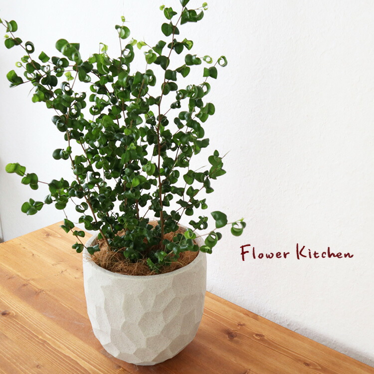 ?遅れてごめんね母の日差し上げ物? 観葉植物-花・観葉植物-花・ガーデン・DIY